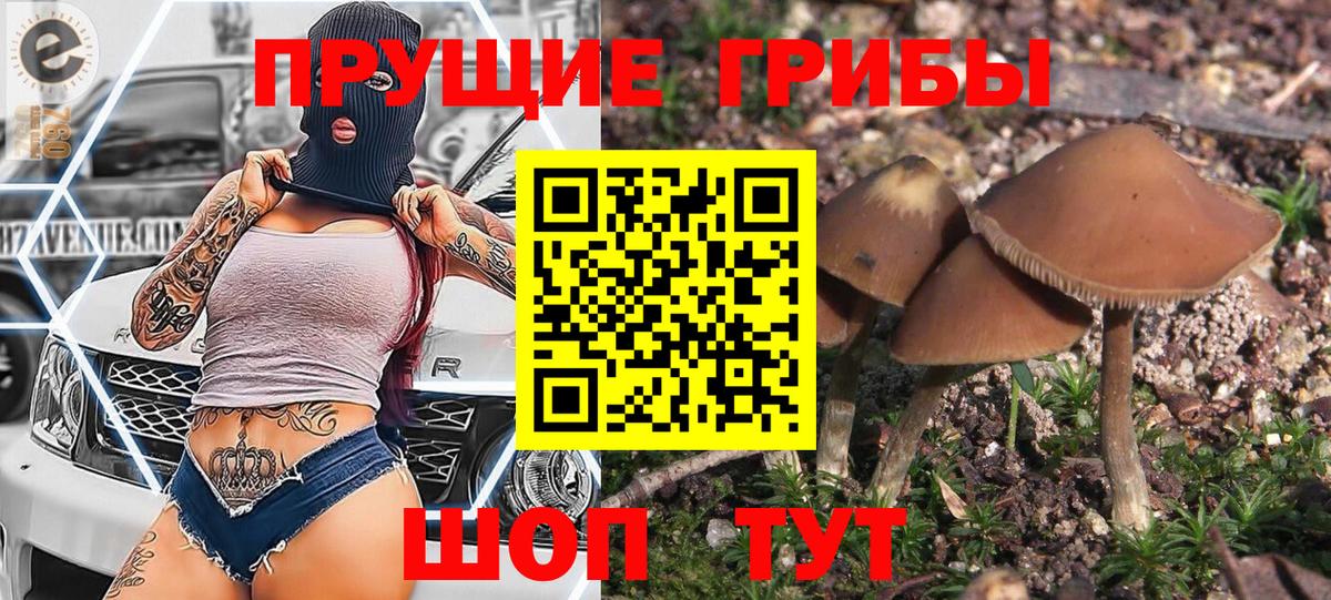 Галлюциногенные грибы Psilocybe  Вход с VPN  Галлюциногенные грибы прущие грибы  Ярославль 